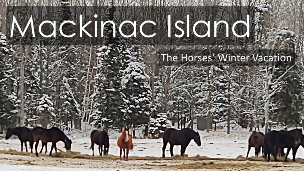 Mackinac Island - Horses