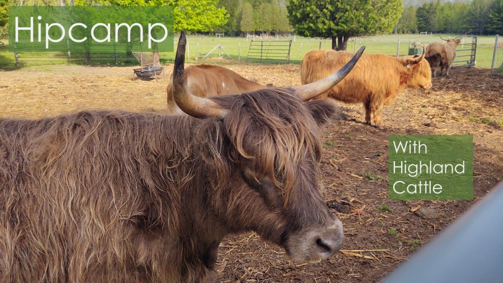 Hipcamp with Highland Cattle