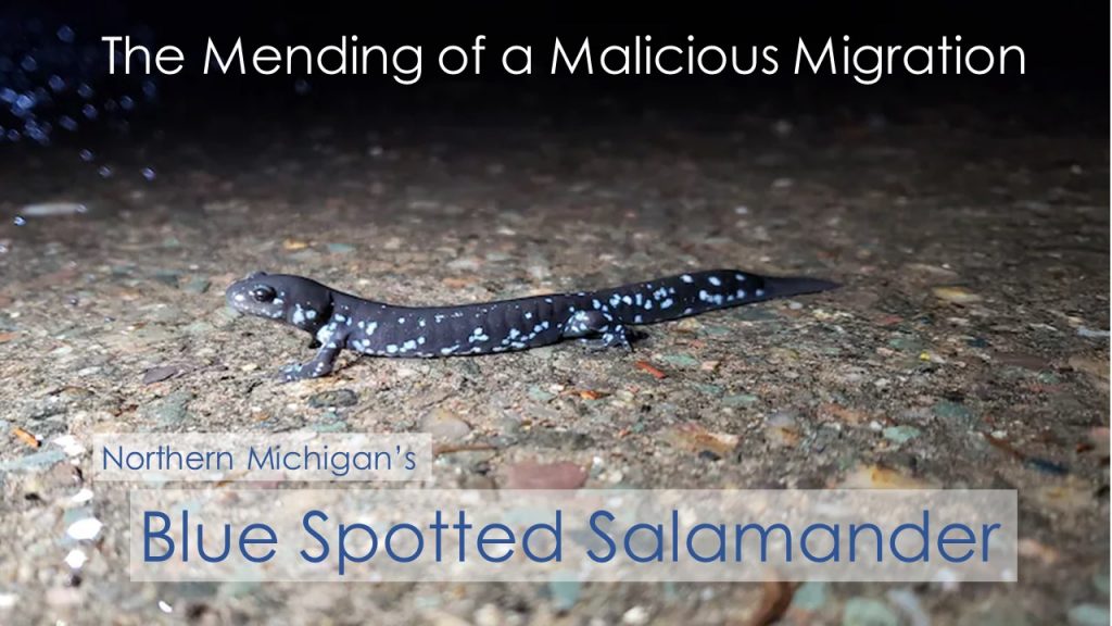 The Migration of Blue Spotted Salamanders