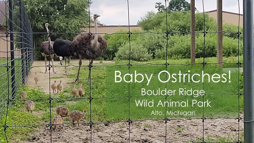 Baby Ostriches At Boulder Ridge!